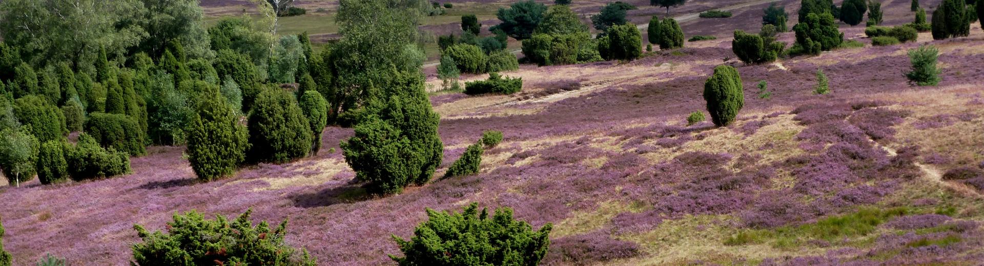 Lüneburger Heide Pixabay