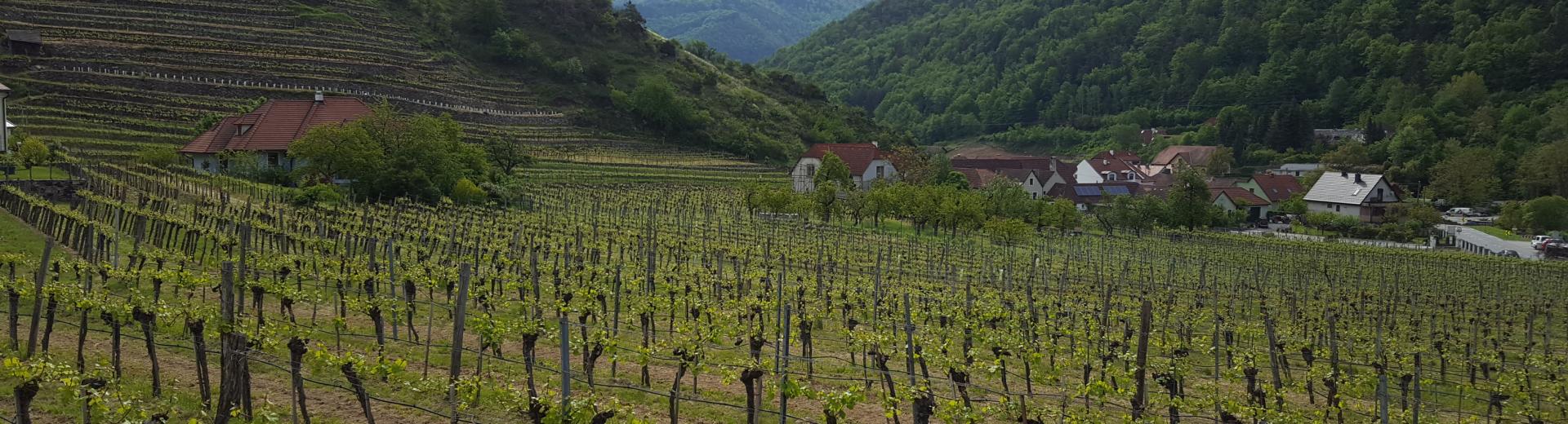 Weinreise Wachau