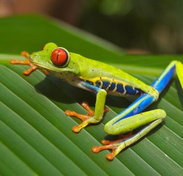 Costa Rica_Tree Frog