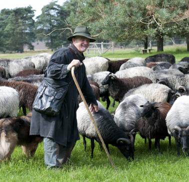 Lüneburg_4007-Heidschnucken-Herde-mit-Schaefer-1©Lüneburger Heide