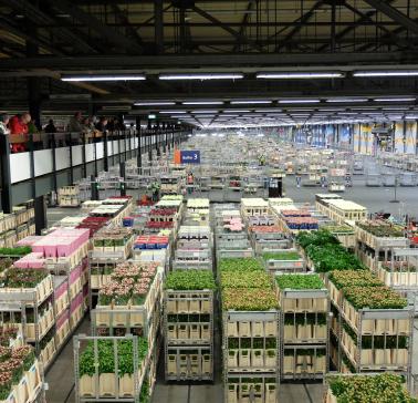 Niederlande Aalsmeer