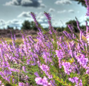 Lüneburger Heide Pixabay