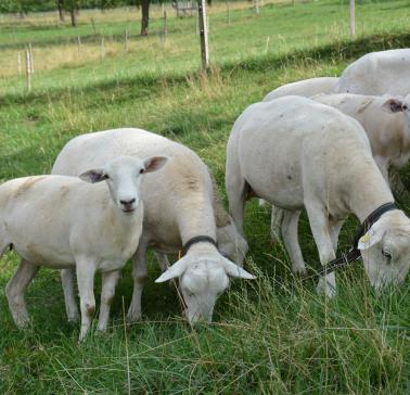  DSC_0759 (2)Copyright@Bitterli.JPG