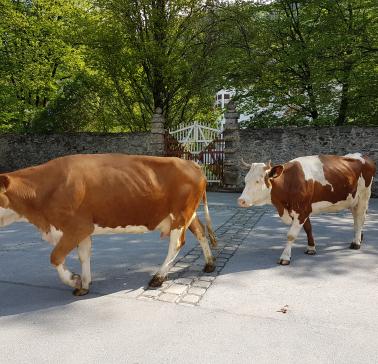 Zillertal Maifahrt 2019