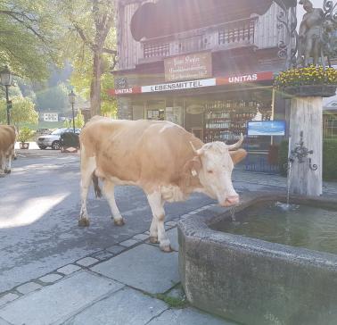 Zillertal Maifahrt 2019