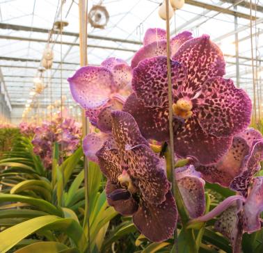 Niederlande Maifahrt 2019