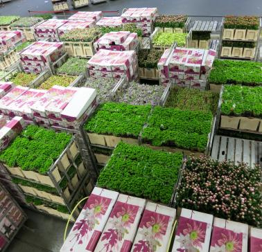 Niederlande Maifahrt 2019