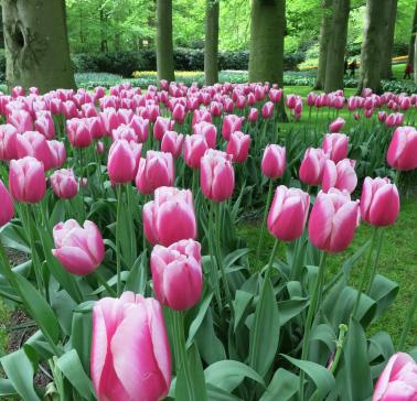 Niederlande Maifahrt 2019