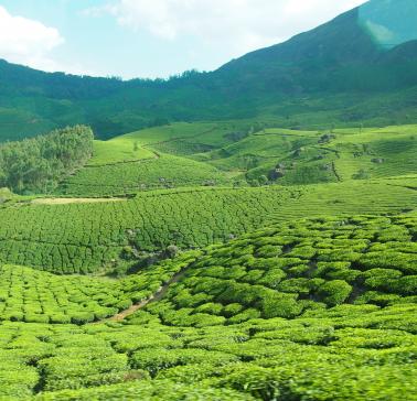 Munnar©ADB