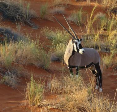Oryx©Pixabay.jpg