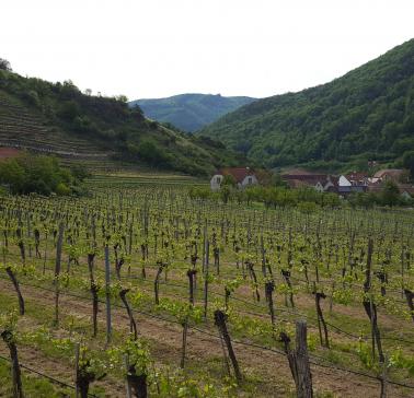 Weinreise Wachau 2019