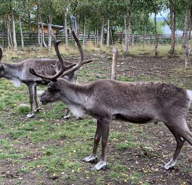 Nordnorwegen mit Lappland & Lofoten 2019