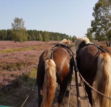 Lüneburger Heide 2019