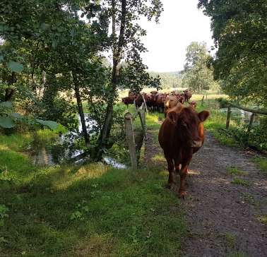 Lüneburger Heide 2019