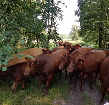 Lüneburger Heide 2019