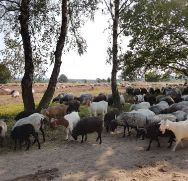 Lüneburger Heide 2019