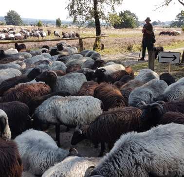 Lüneburger Heide 2019