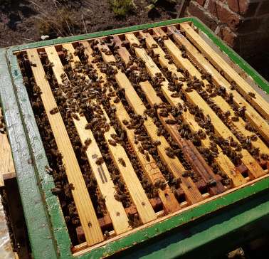 Lüneburger Heide 2019