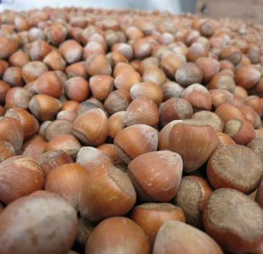 Bayerischer Wald 2019