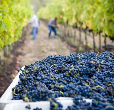vineyards©DMC Albania