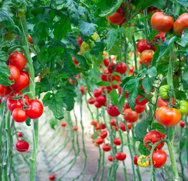 Tomaten©Floriade Expo 2022