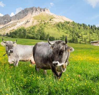 ©IDM_Sennereiverband Südtirol_Marco Parisi