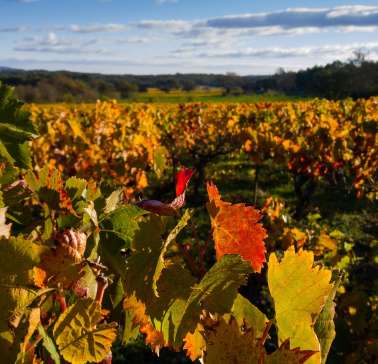 herbstliches Weinlaub©pixabay