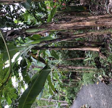 AIDA Karibik & Mittelamerika 2024©ADB